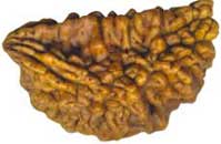 one face rudraksha hyderabad